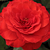Roșu - Trandafir pentru straturi Floribunda - Borsod